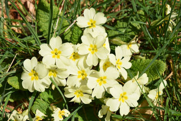 Primroses