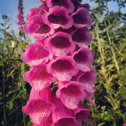 Fox Gloves in a Devon hedge