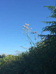 Devon Hedge in summer