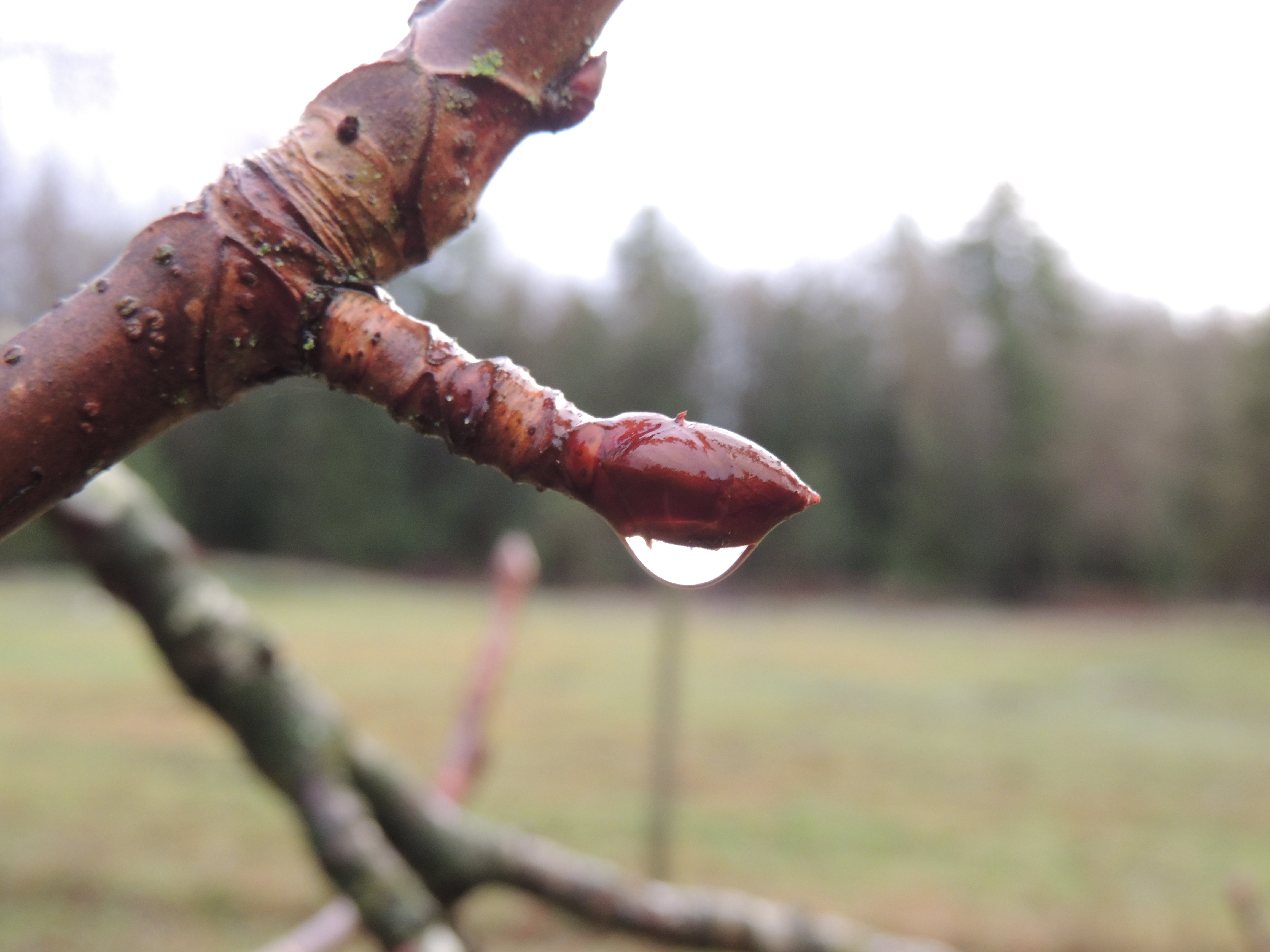 a bud with water on it