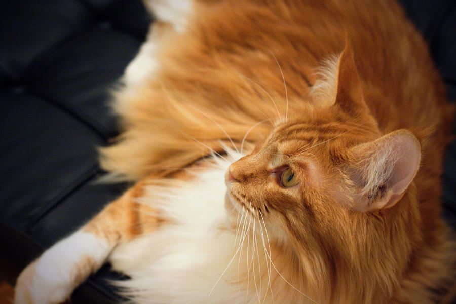 Alex, Maine Coon