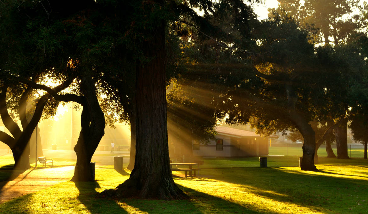 Sun rays