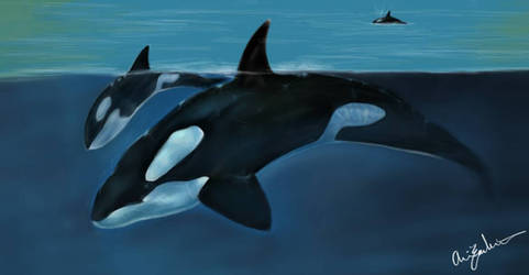 Travis' Orcas.