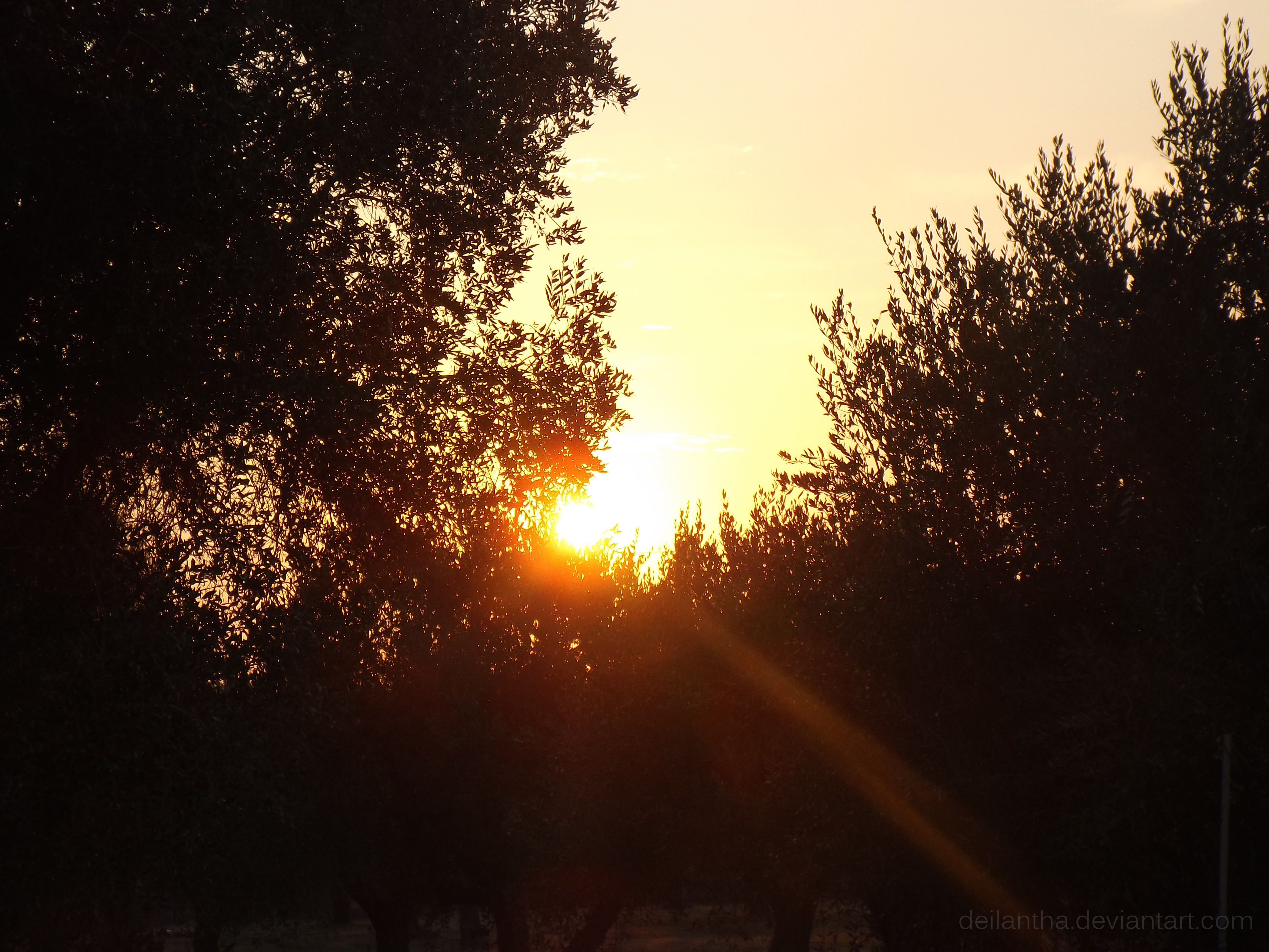 Apulian Sunset #3