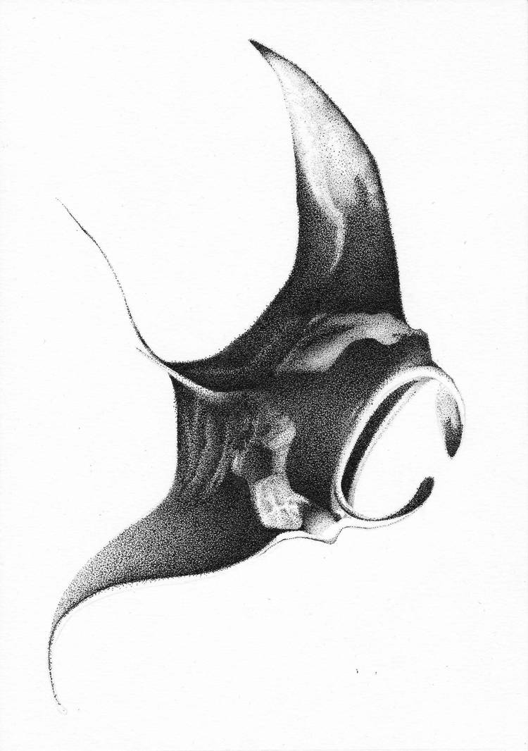 Mantis Ray Drawing Manta Ray by GeoffreyBenaben on DeviantArt