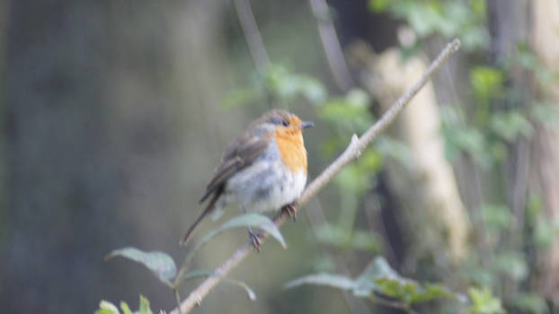 Robin Northumberland