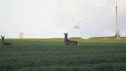 Northumberland Deer