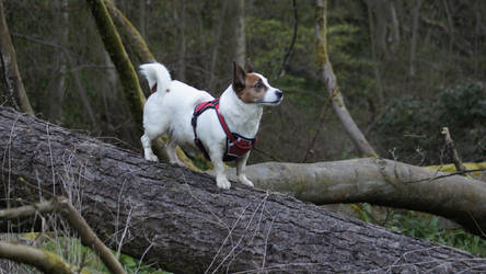 Fat Jack russle on a tree