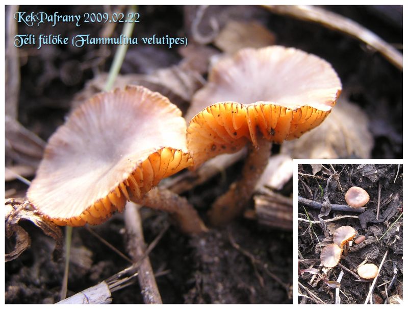 Winter mushroom