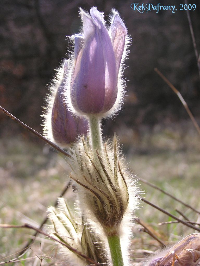 Pulsatilla 1 week later