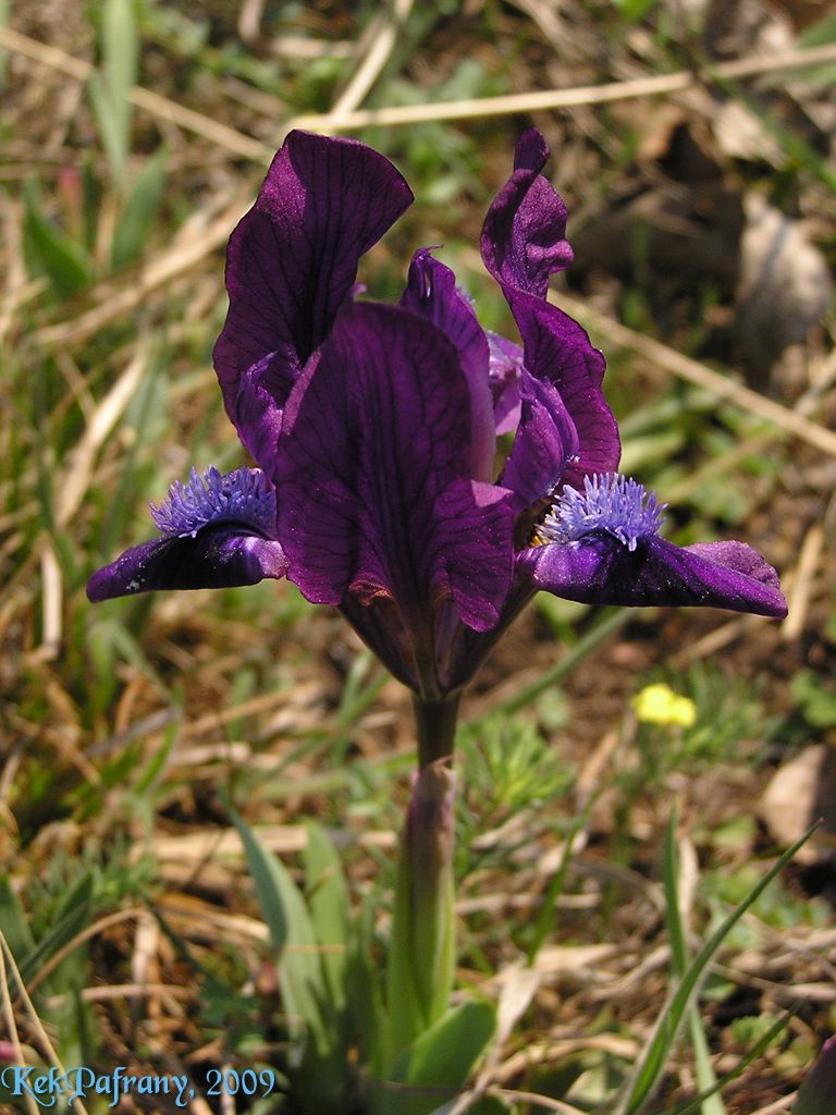 Purple dwarf iris