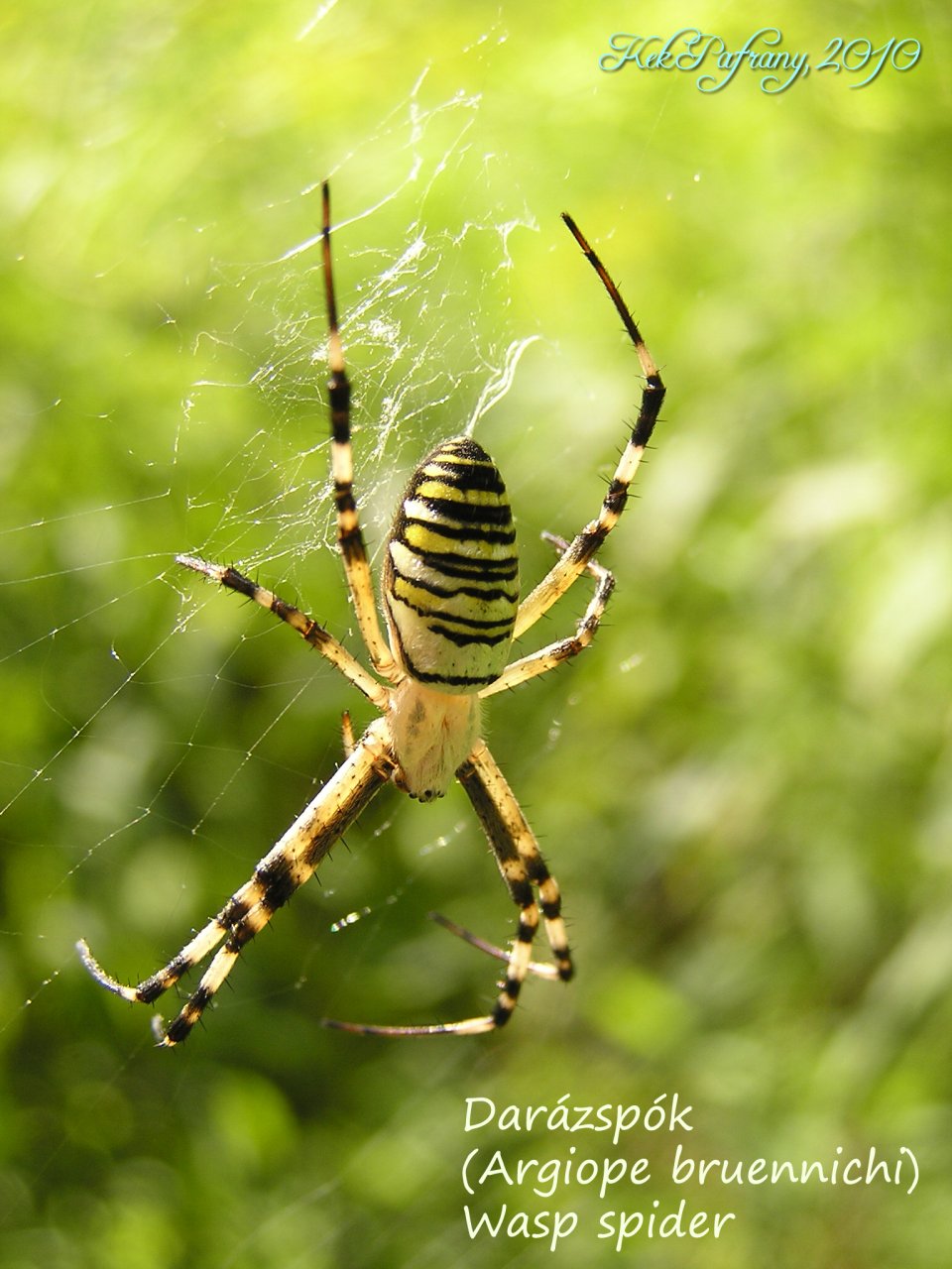 Wasp spider