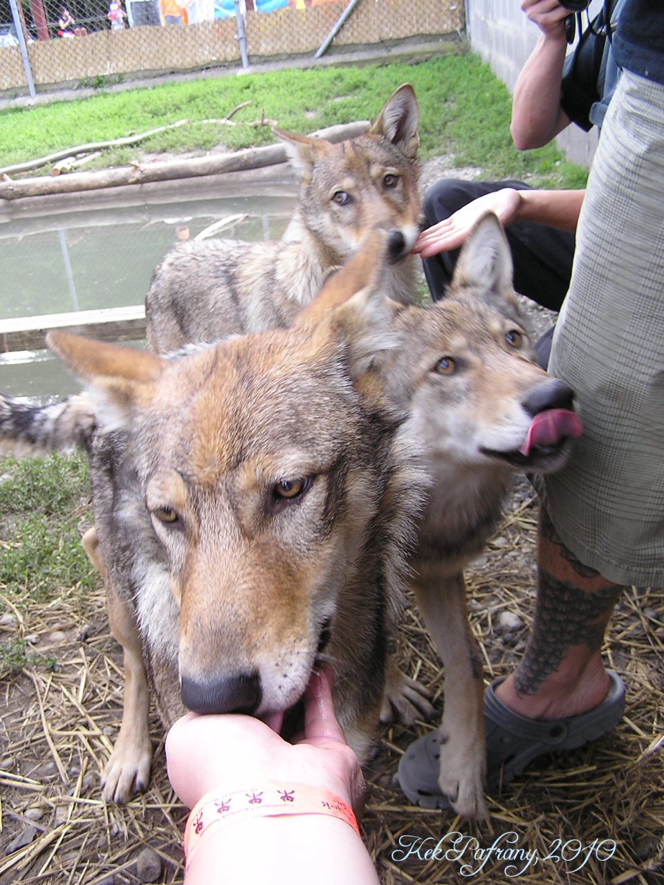 Meet the cubs