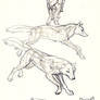 Wolf anatomy