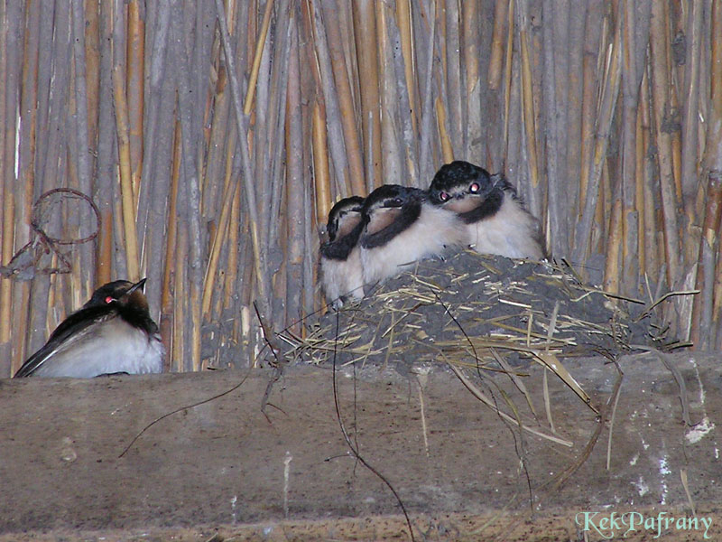 Evil-eyed swallows