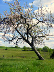 spring tree