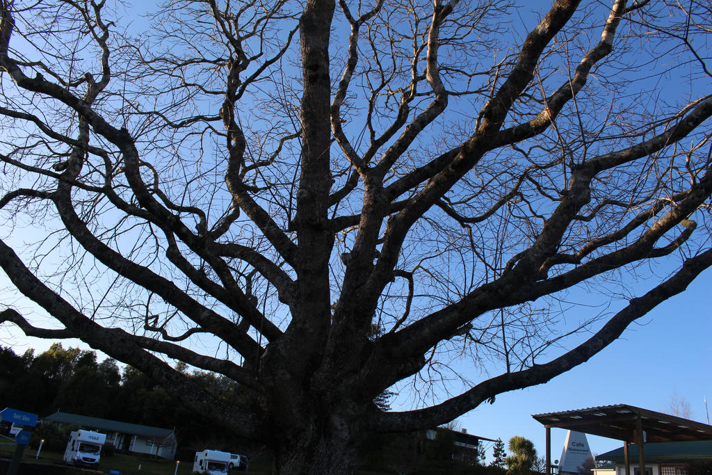 Trees Howling by Spotter12 on DeviantArt