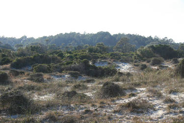 Dunes I