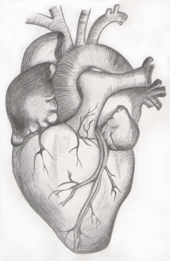 Realistic heart line art | Free SVG