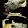 Hellhound Hyena - TaxidermyRug