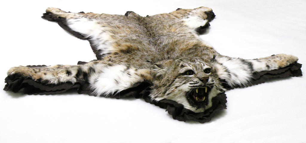 Bobcat Rug By Zhon On Deviantart