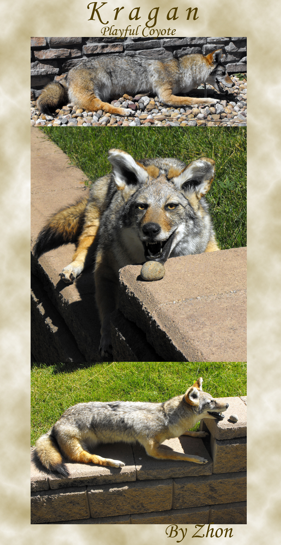 Kragan - Playful Coyote