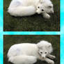 Keiko the Little Arctic Fox