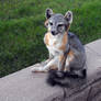 Tegan the little Grey Fox
