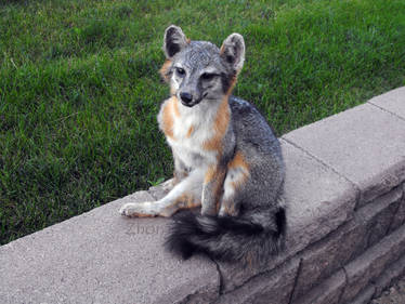 Tegan the little Grey Fox