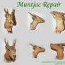 Muntjac Repair