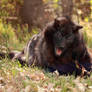 Nighttale the Happy Puppy Black Wolf