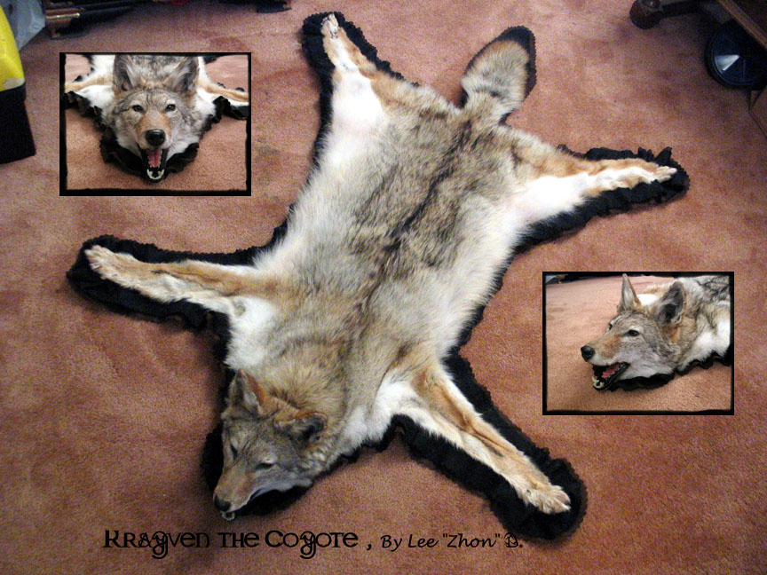 Coyote Rug Taxidermy By Zhon On, How To Make A Coyote Skin Rug