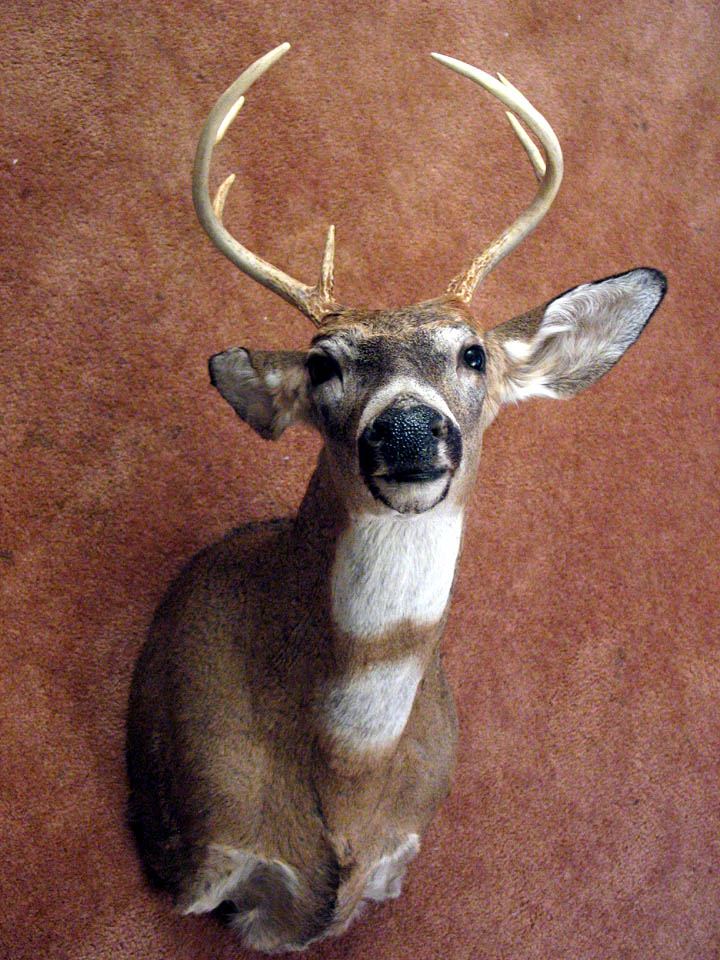 Battle Buck - Taxidermy - 2nd