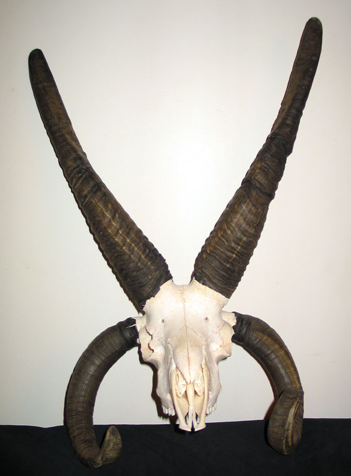 4-Horned Jacob Sheep - Betram by Zhon on DeviantArt