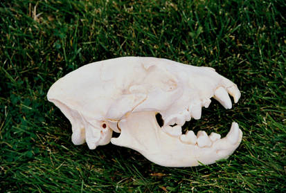 Hyena Skull