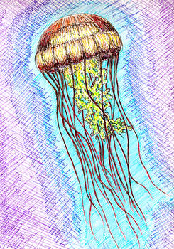 Jellyfish