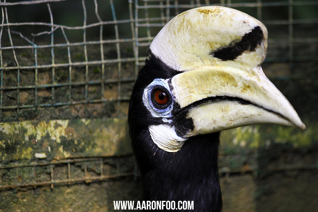 The Caged Free Hornbill