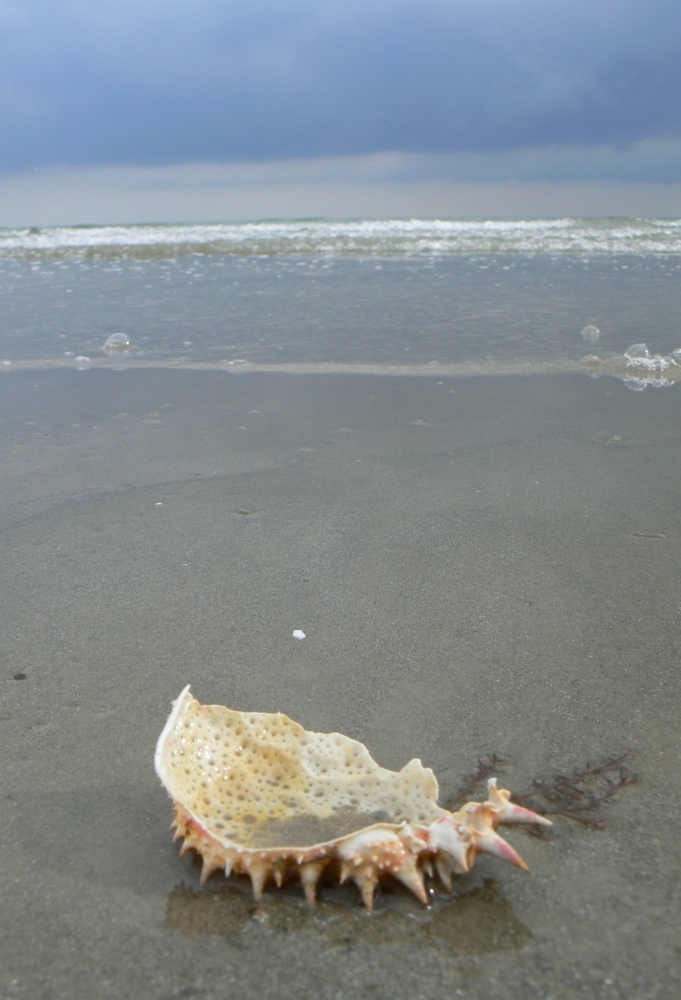 Spiky Shell by Scarfparty on DeviantArt