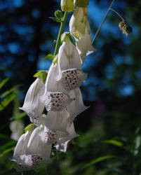 Foxglove