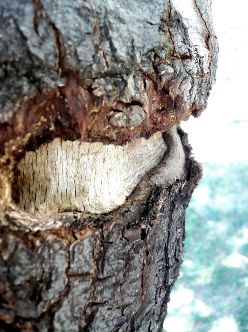 Tree Wound