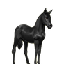 Howrse Fresian Foal TRANSPARENT BG