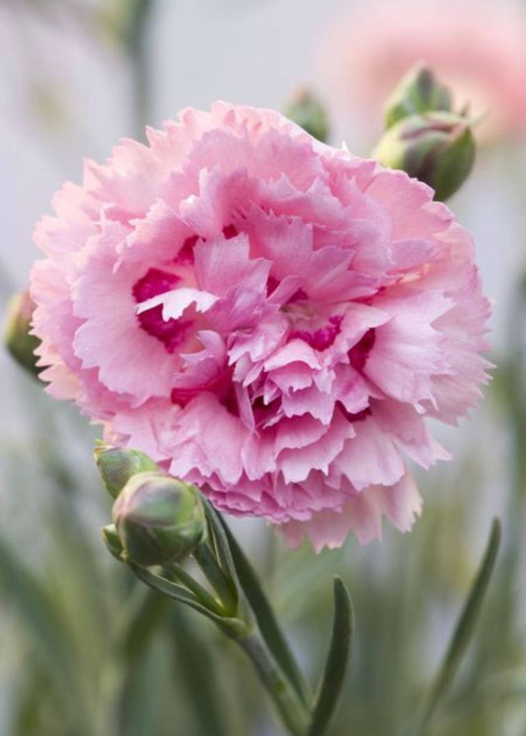 Light Pink Ruffle Flower by Lalia4ever2 on DeviantArt