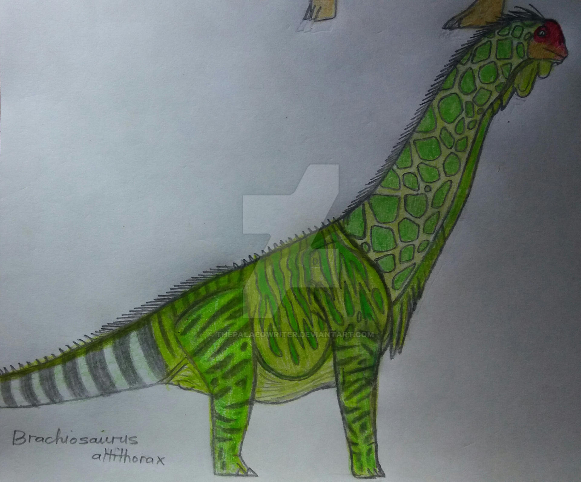 Brachiosaurus altithorax by ThePalaeoWriter on DeviantArt