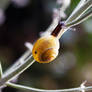 Snail
