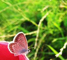 butterfly