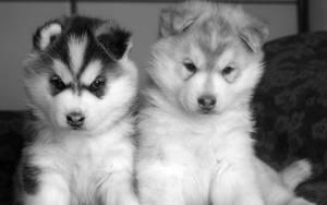 Siberian Husky's