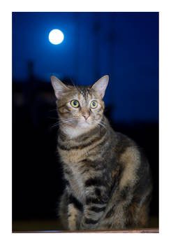 the Cat and the Moon
