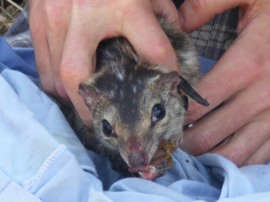 Northern Quoll