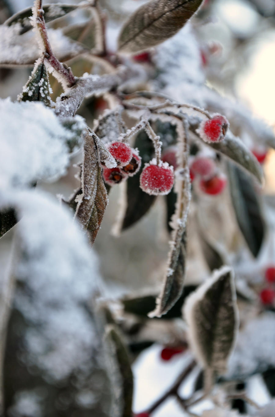 Winter Berries