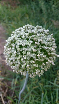 Ensemencement De La Fleur De Poireau Image Stock Image Du Propagation Rose 56586231